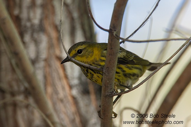 Cape May Warbler - ML119076741