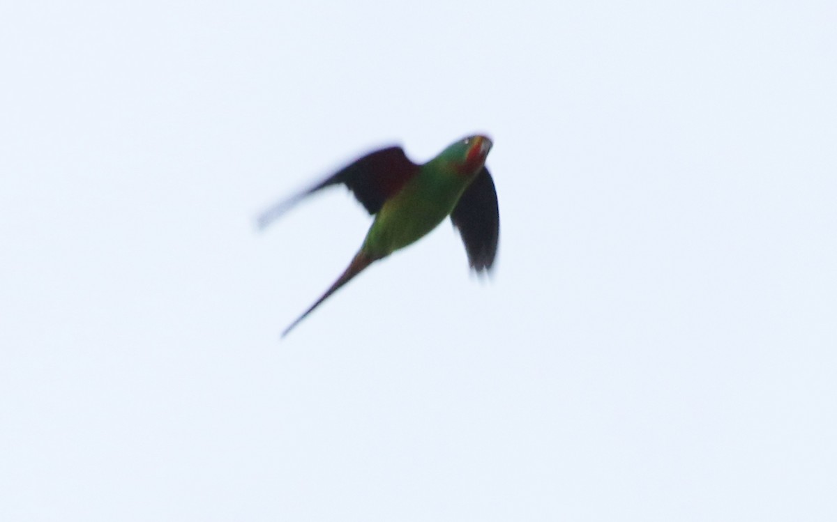 Swift Parrot - ML119077131