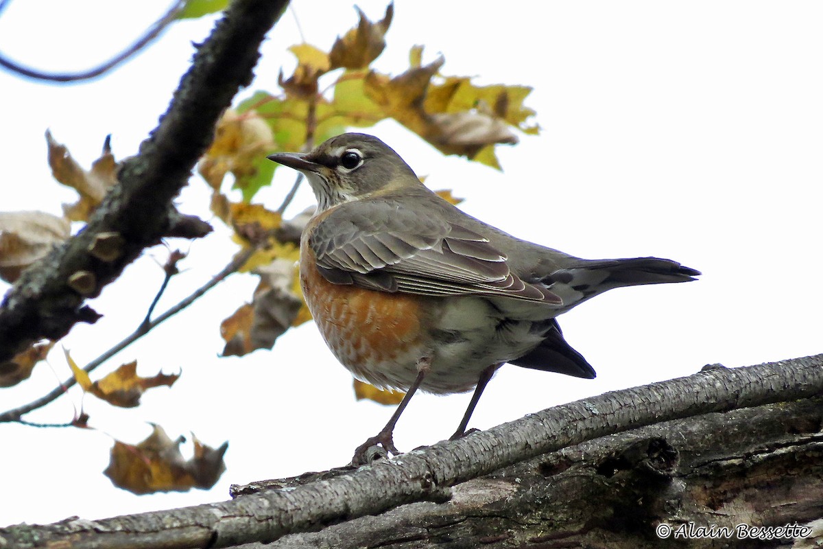 American Robin - ML119078581