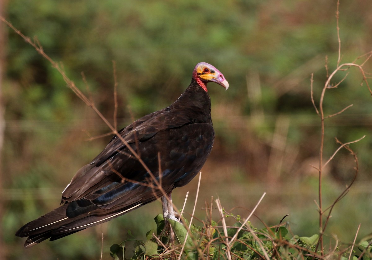Lesser Yellow-headed Vulture - ML119079551