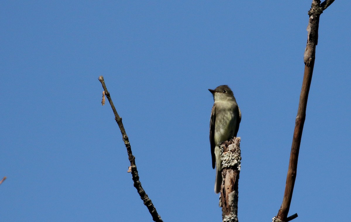 Eastern Wood-Pewee - ML119079591