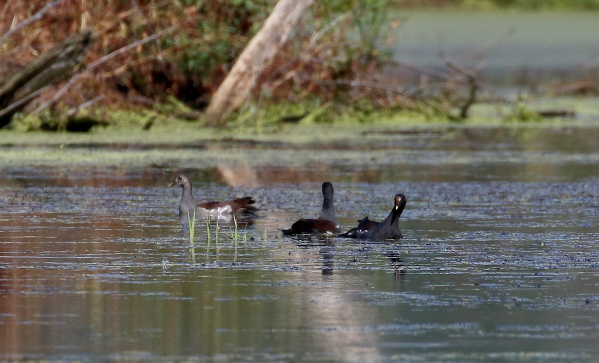 Common Gallinule - Jay McGowan