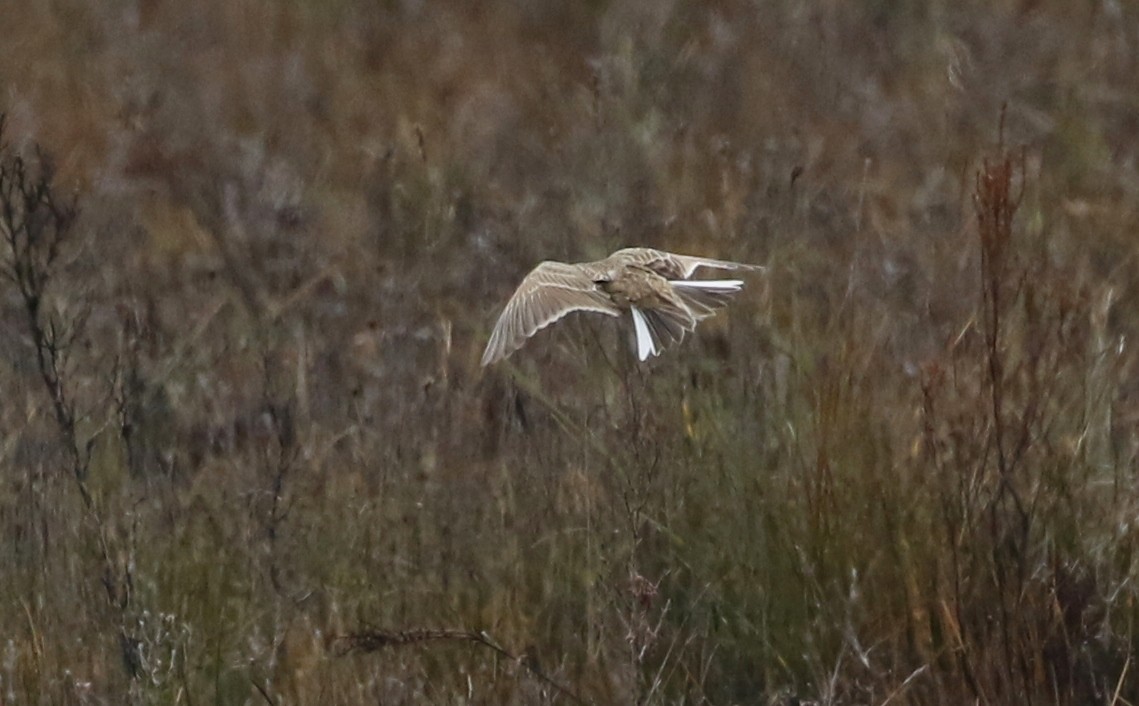 Eurasian Skylark - ML119081271