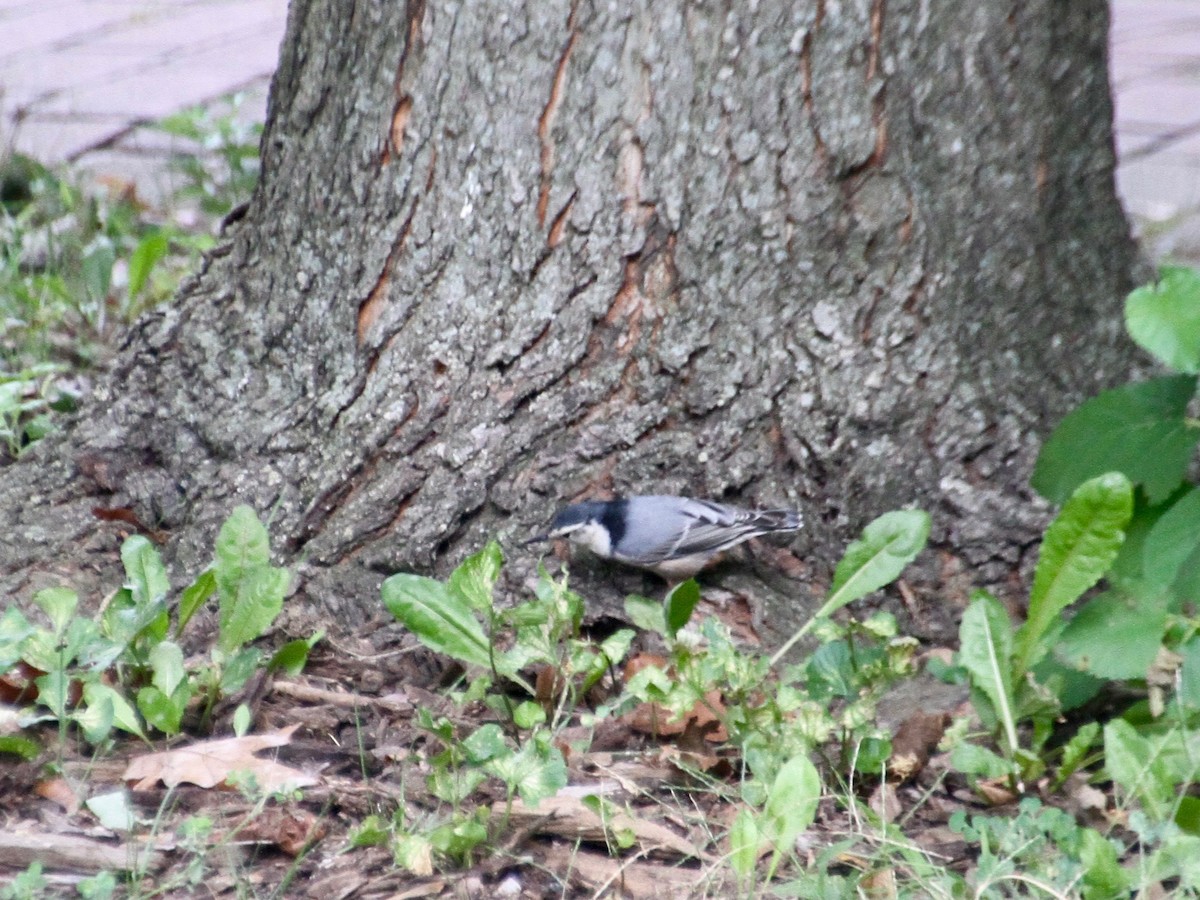 White-breasted Nuthatch - ML119081891