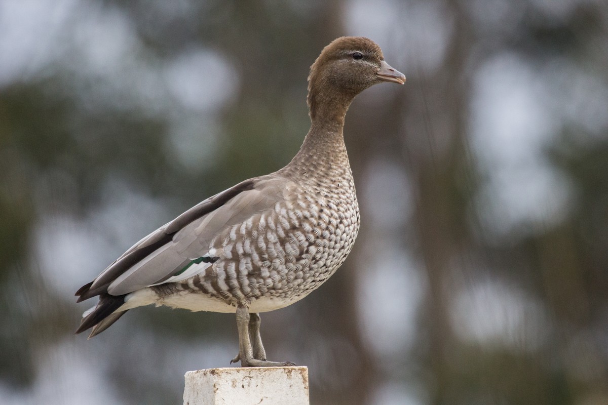 Maned Duck - ML119082991