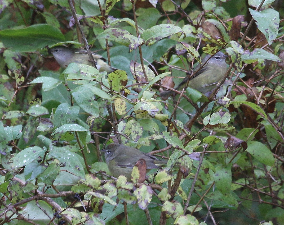 Orange-crowned Warbler - ML119084281