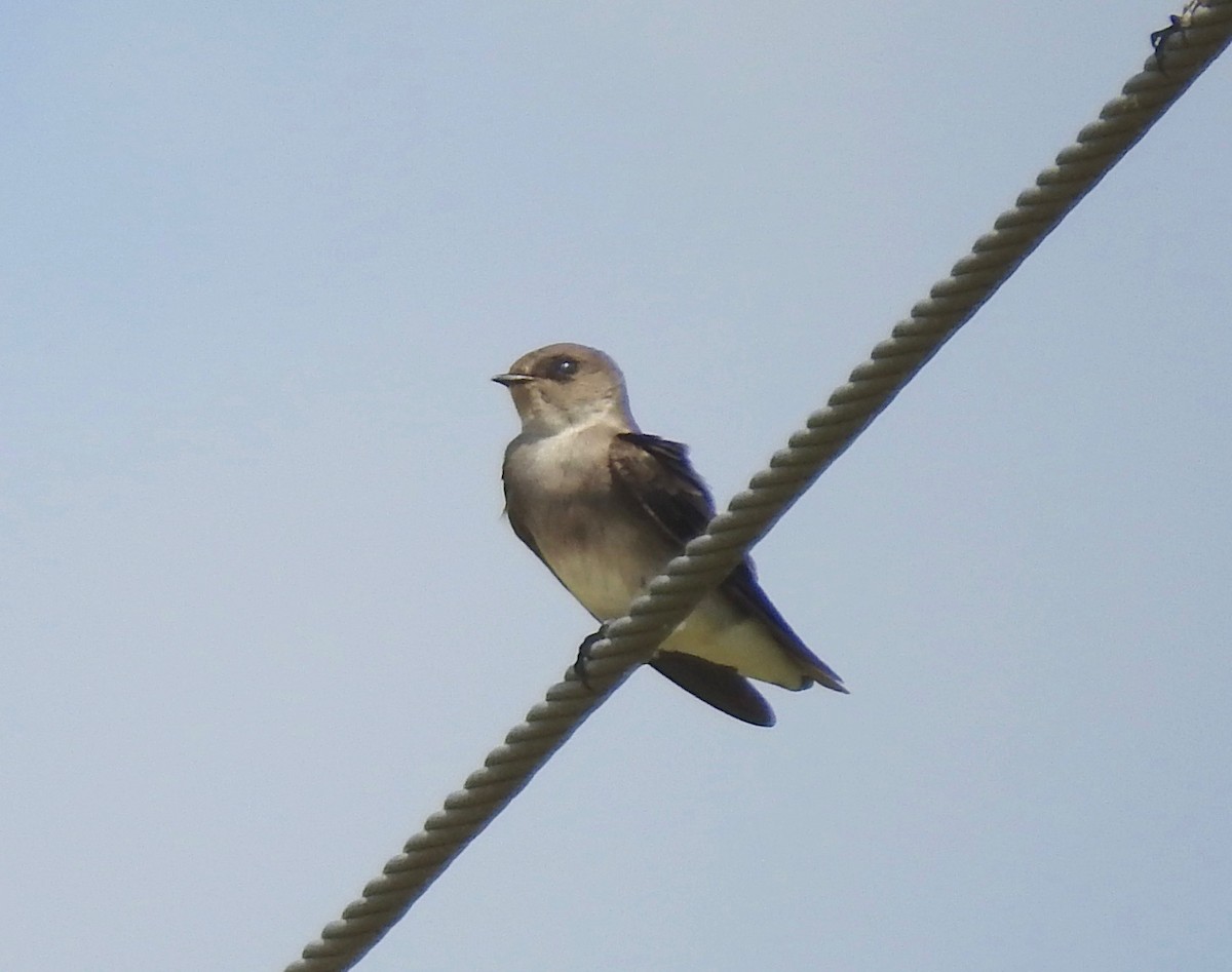 Northern Rough-winged Swallow - ML119084741