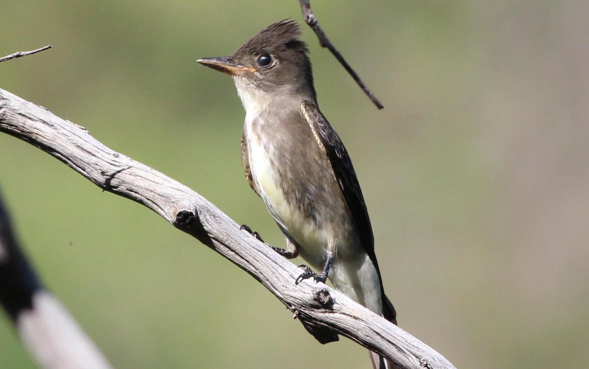 Olive-sided Flycatcher - ML119085111
