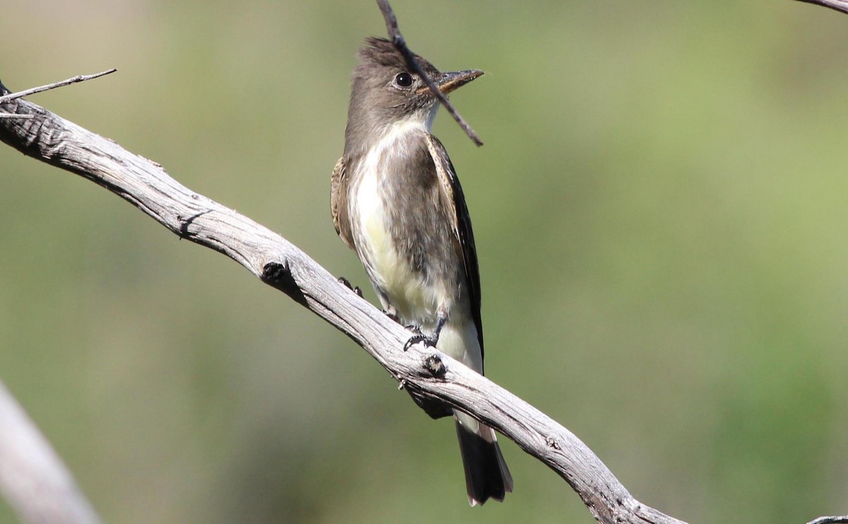 Olive-sided Flycatcher - ML119085121