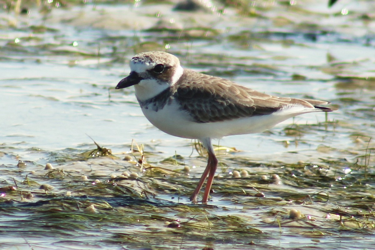 Wilson's Plover - ML119085921