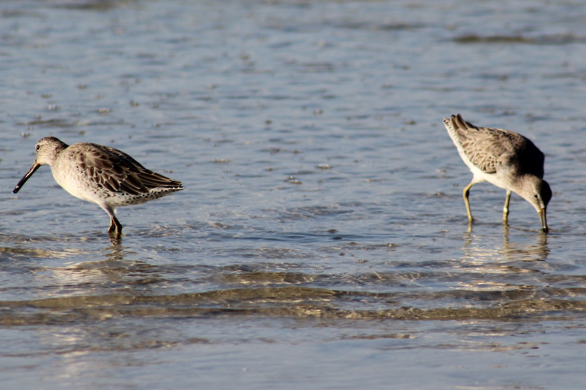 Short-billed Dowitcher - ML119086681