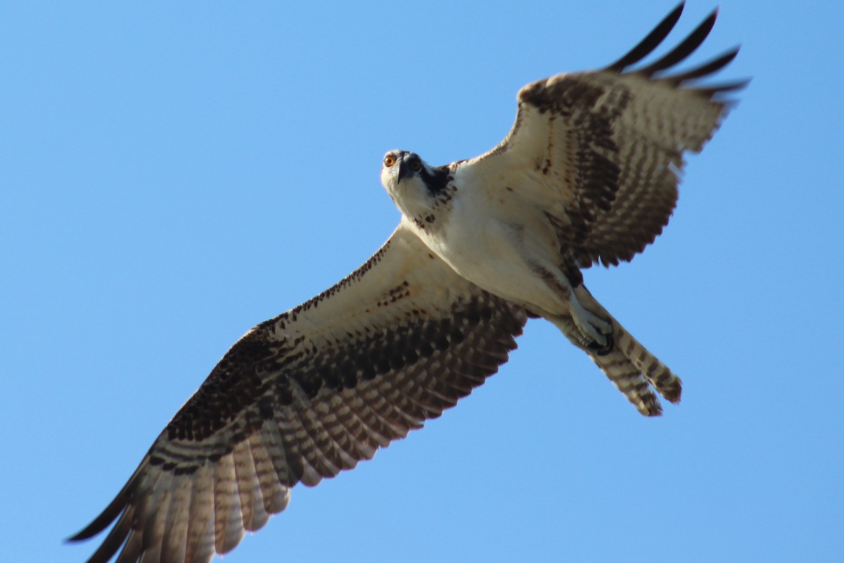 Águila Pescadora - ML119087851