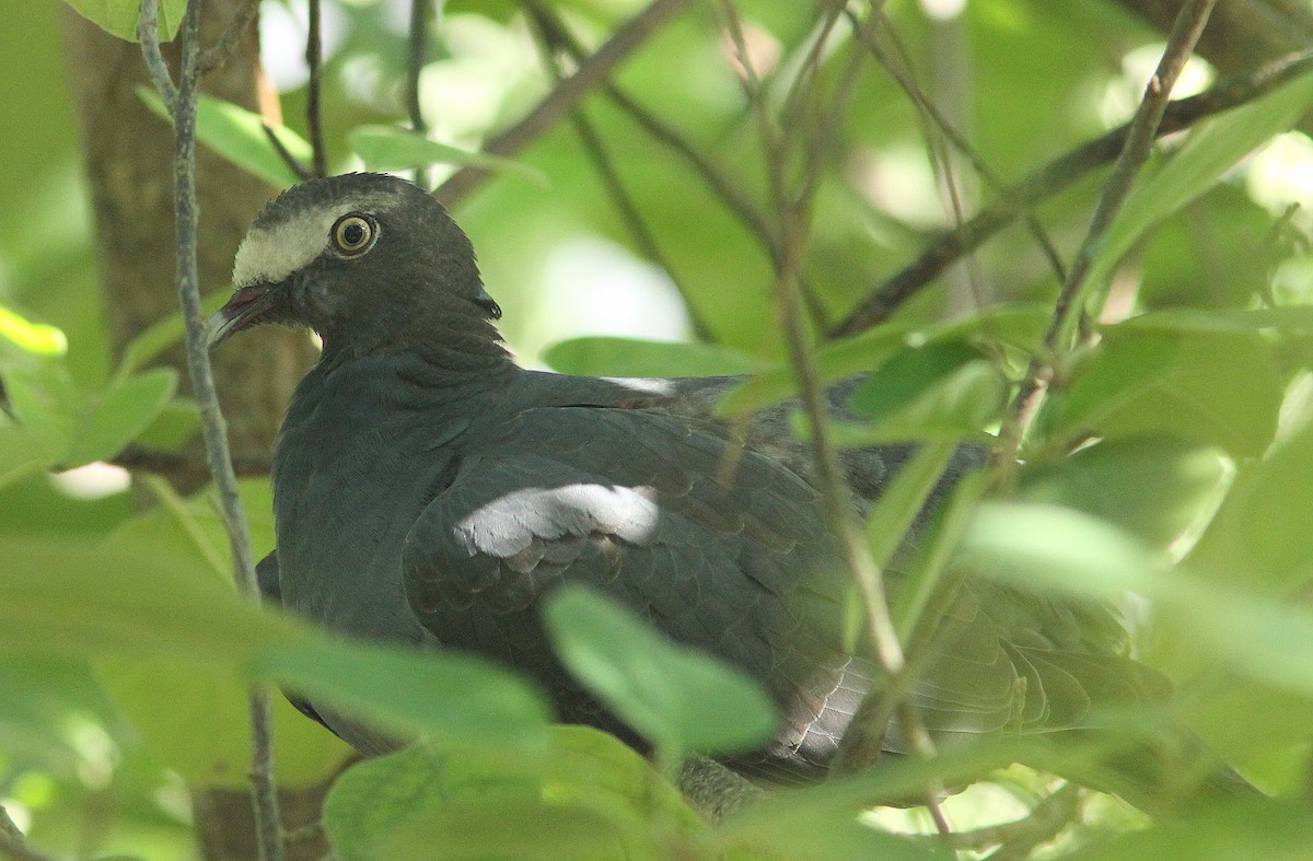 Pigeon à couronne blanche - ML119088101