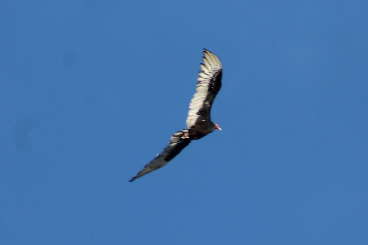 Urubu à tête rouge - ML119088461