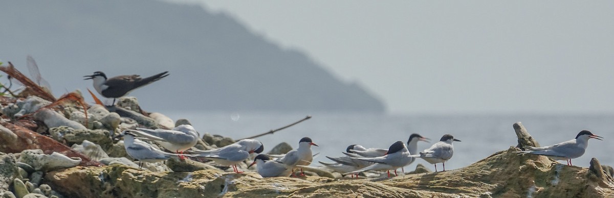 Roseate Tern - ML119088781