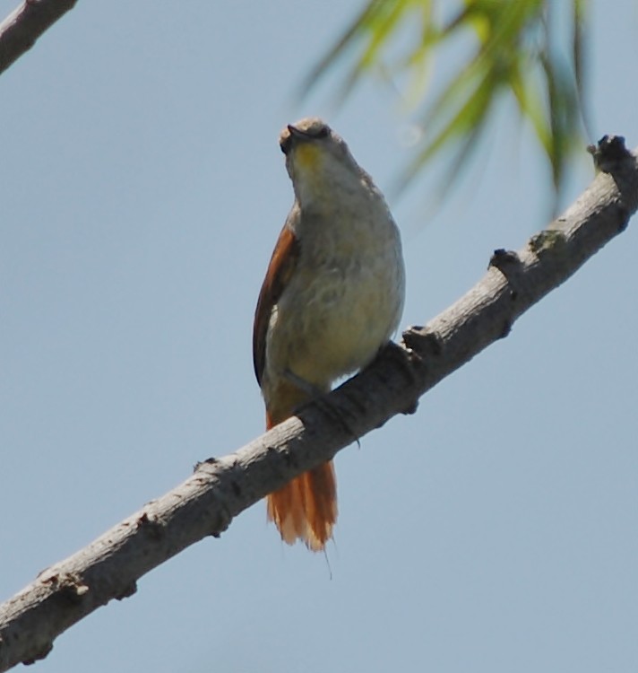 Yellow-chinned Spinetail - ML119088941