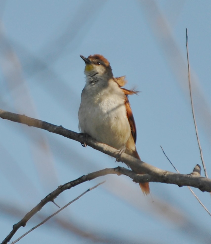 Yellow-chinned Spinetail - ML119088971