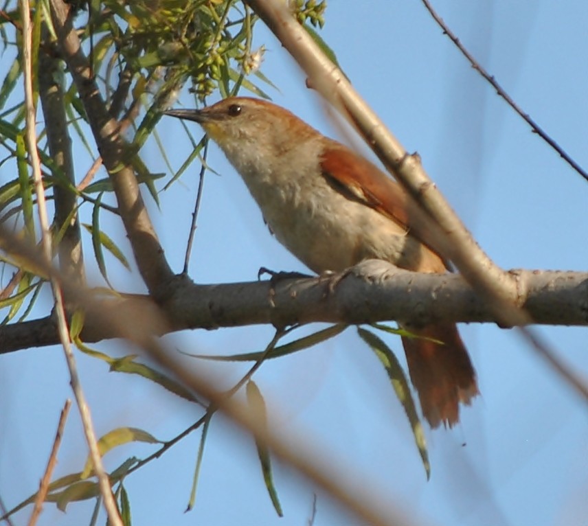 Yellow-chinned Spinetail - ML119088981