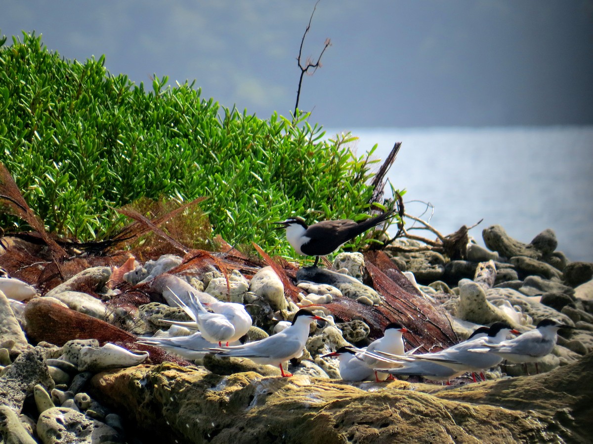 Bridled Tern - ML119089371