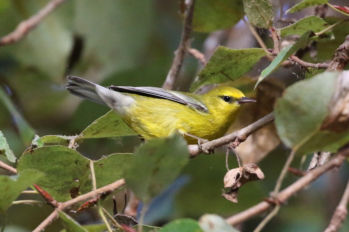 Blauflügel-Waldsänger - ML119089661