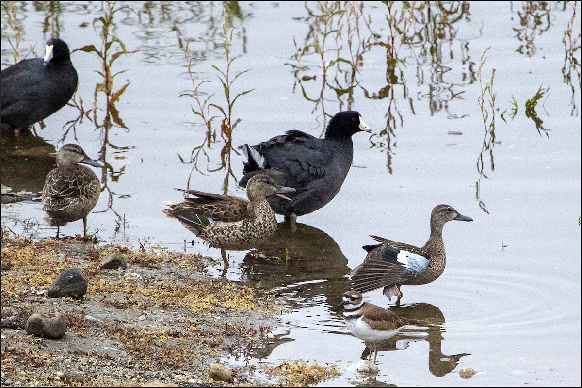 Blue-winged Teal - ML119090201