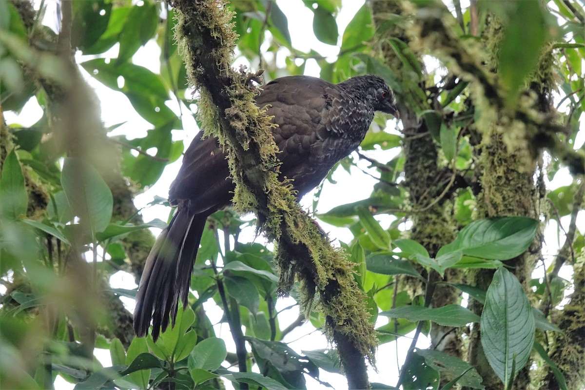 Andean Guan - ML119091931