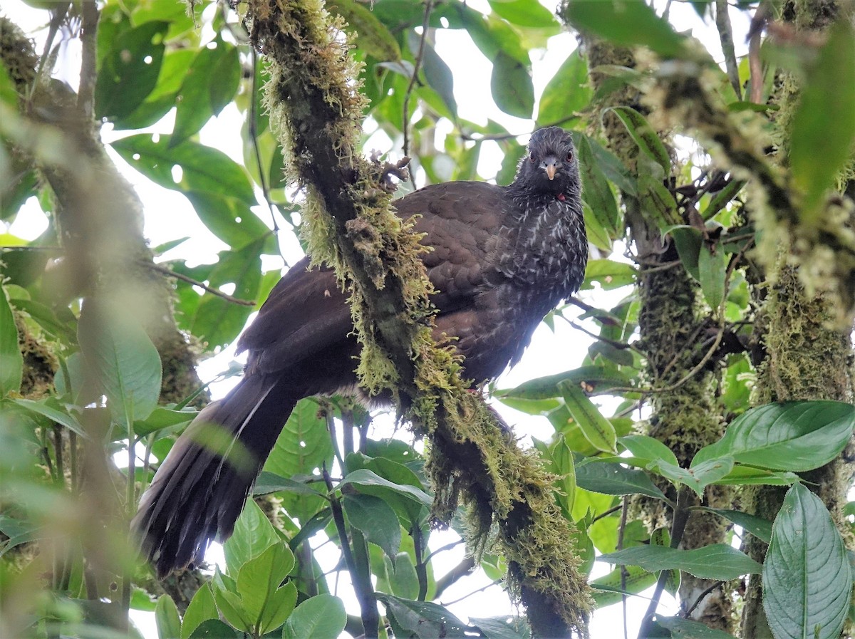 Andean Guan - ML119091941