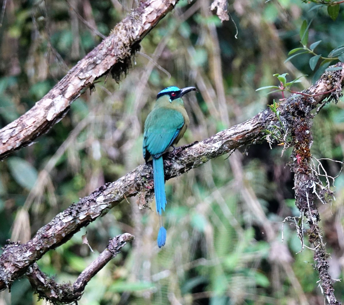 Andean Motmot - ML119092281