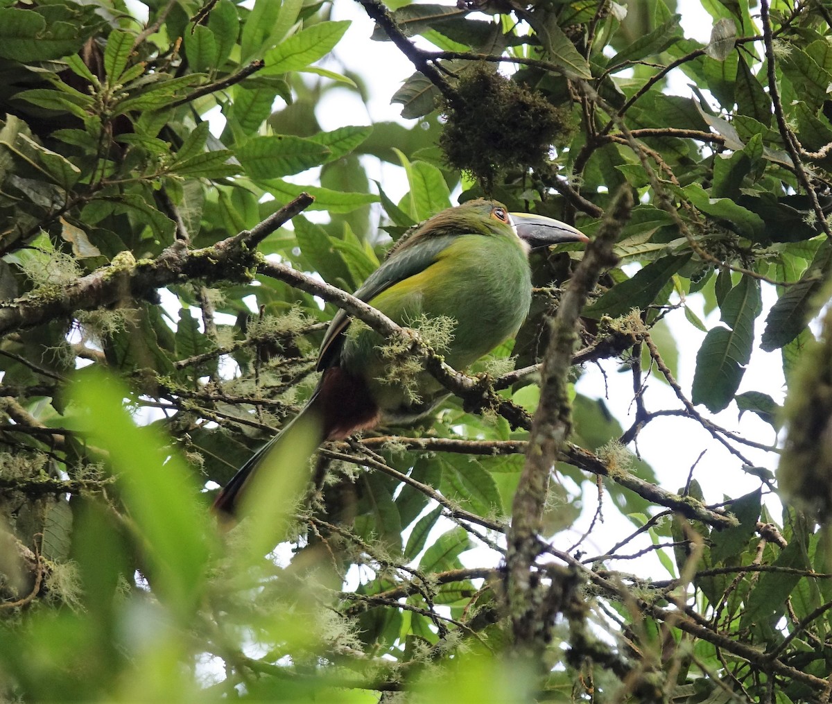 Southern Emerald-Toucanet - ML119092571