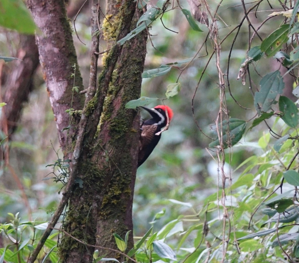 Powerful Woodpecker - ML119092651