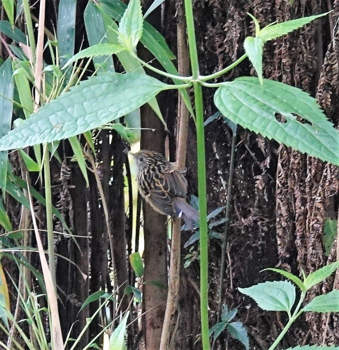 Streak-headed Antbird - ML119092731