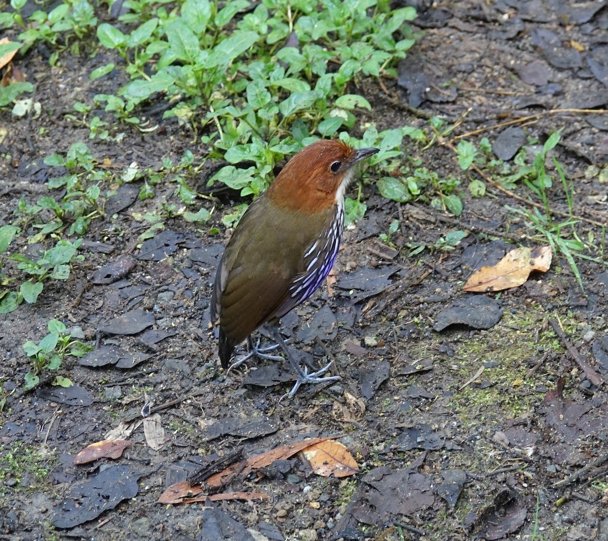 Chestnut-crowned Antpitta - ML119092851