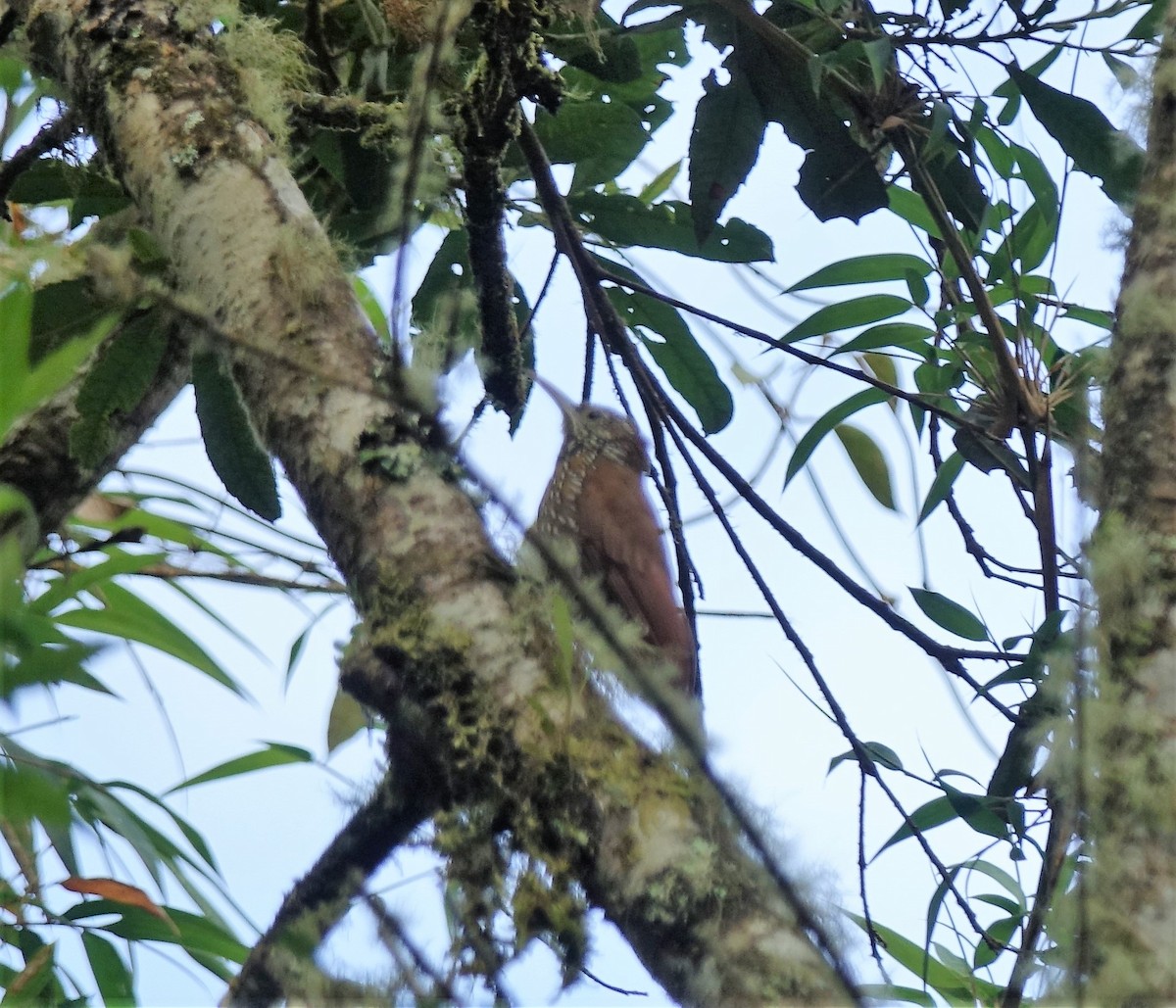 Montane Woodcreeper - ML119093151