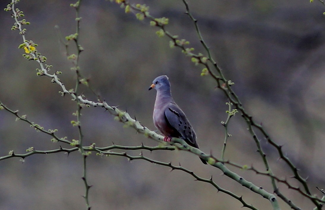 Croaking Ground Dove - ML119093591