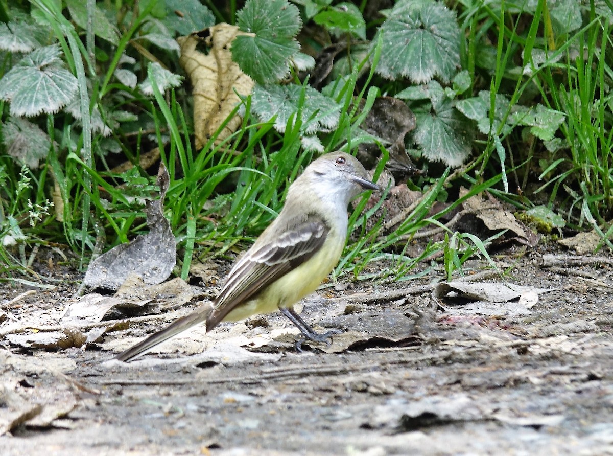 Pale-edged Flycatcher - ML119093841