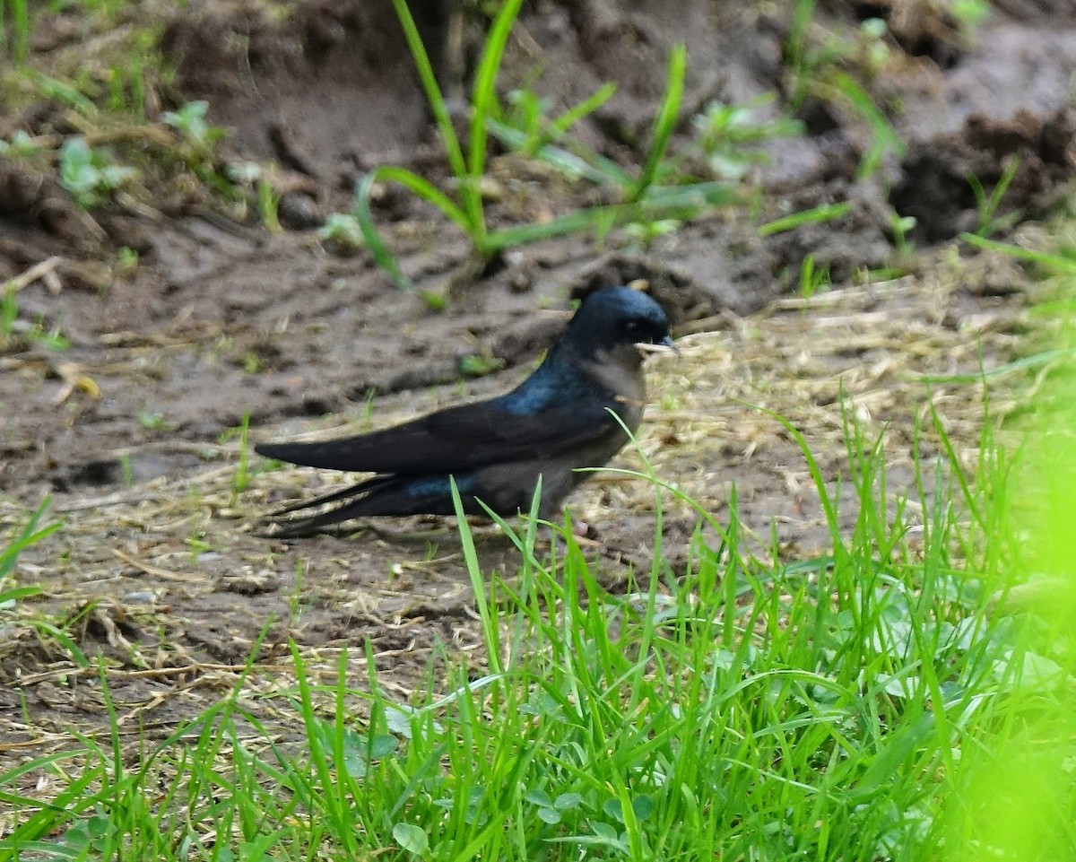 Blue-and-white Swallow - ML119094091