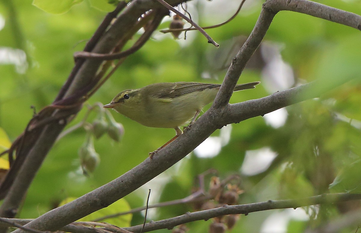 Mosquitero del Cáucaso - ML119094321