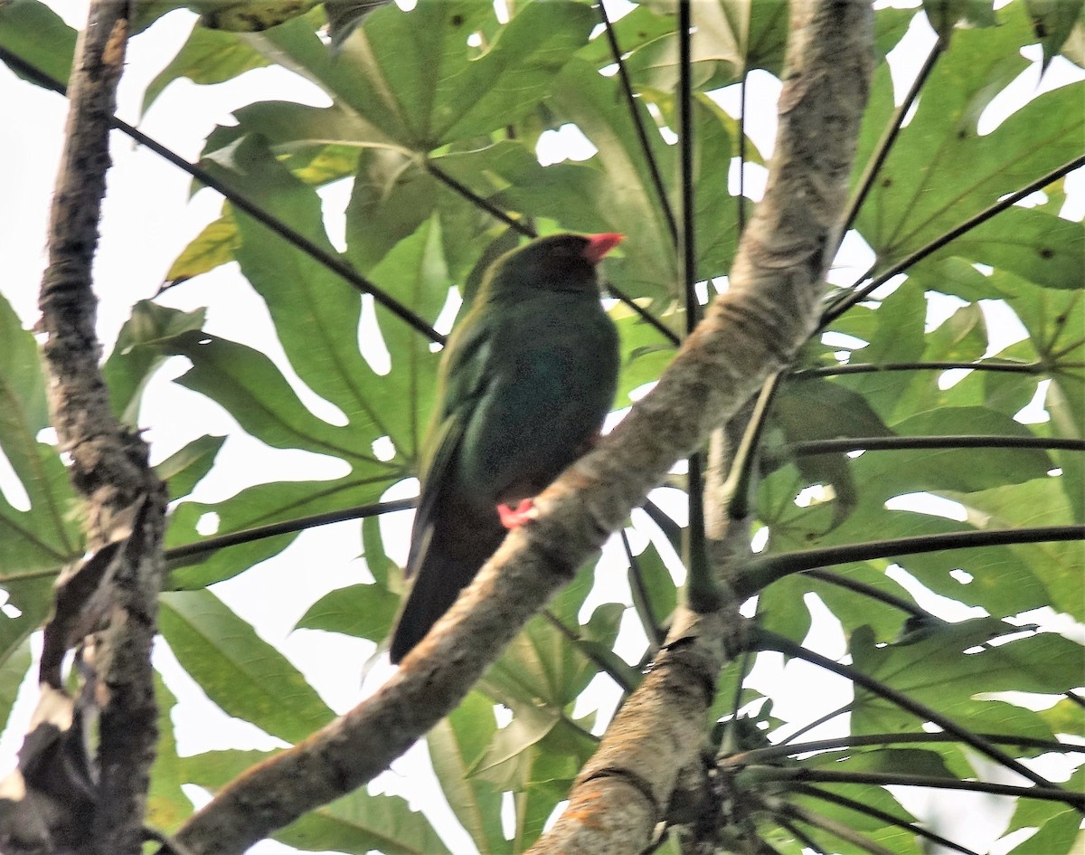 Grass-green Tanager - ML119094841