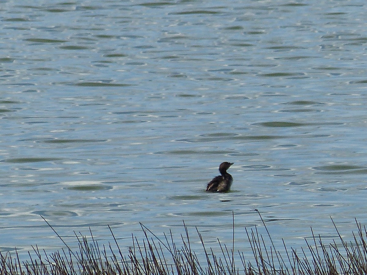 Least Grebe - ML119096071