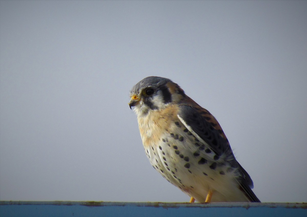 American Kestrel - ML119097171