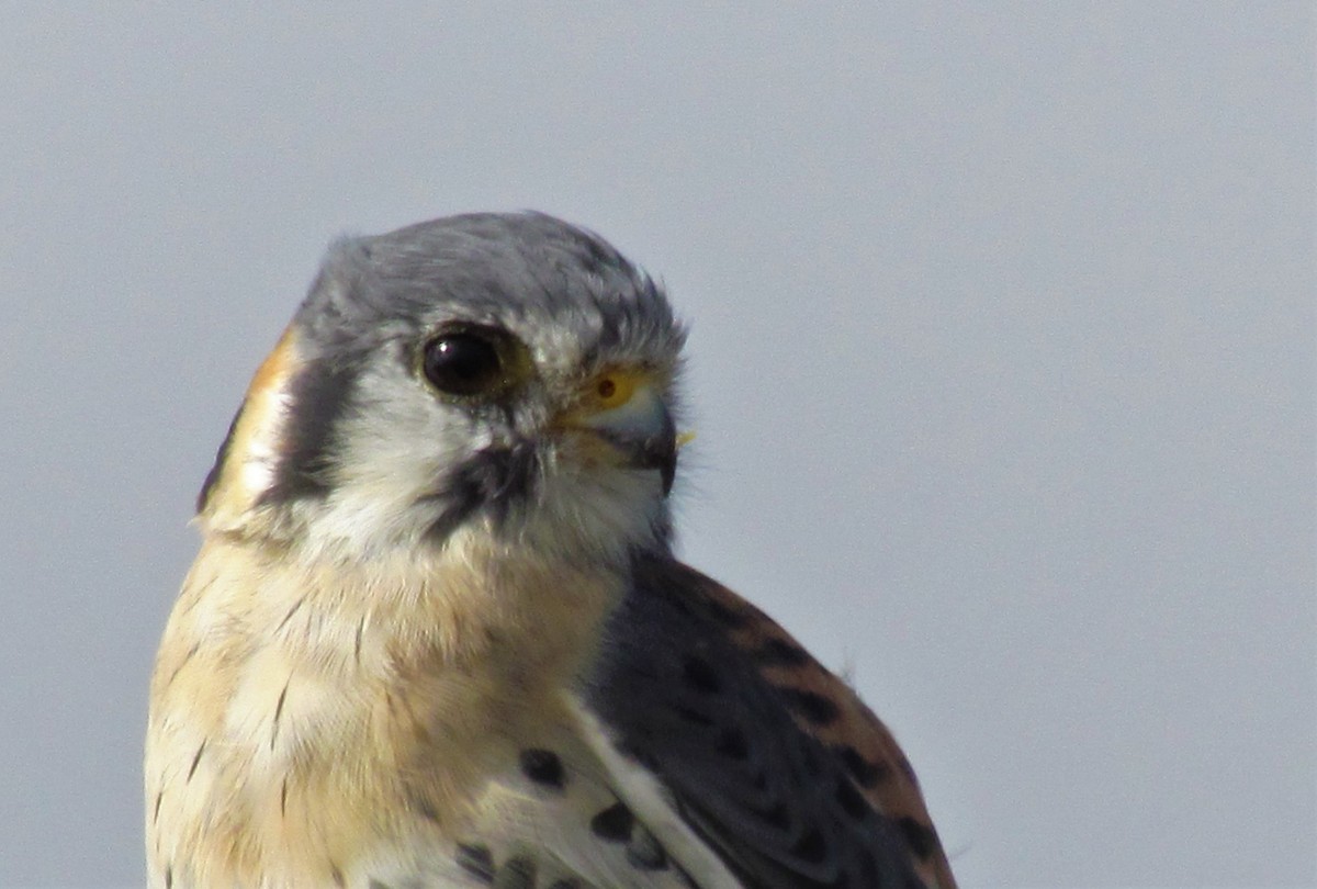 American Kestrel - ML119097191
