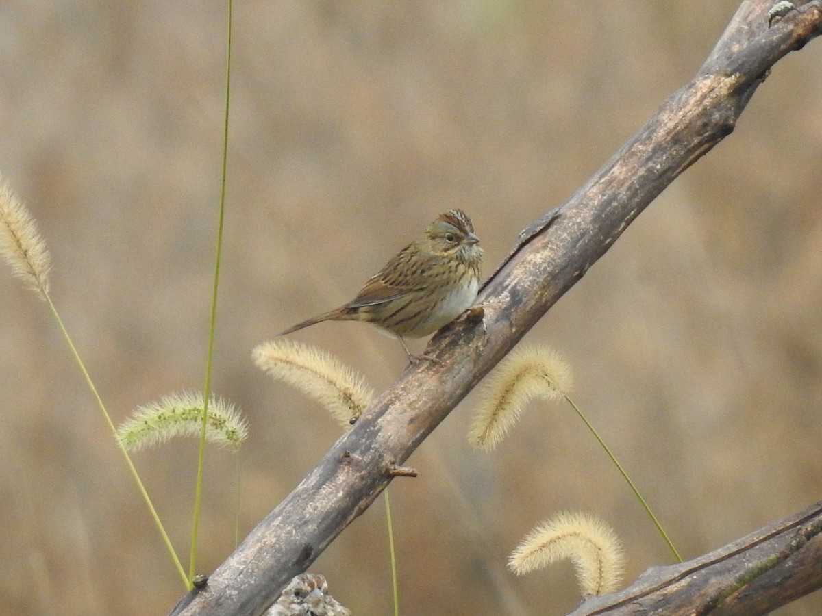 Lincoln's Sparrow - ML119097771