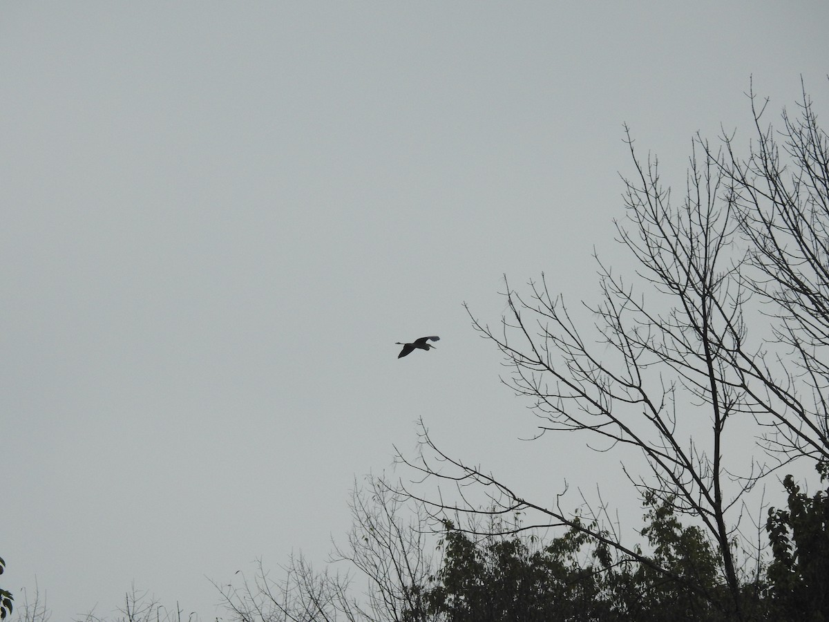 Kanadareiher - ML119098501