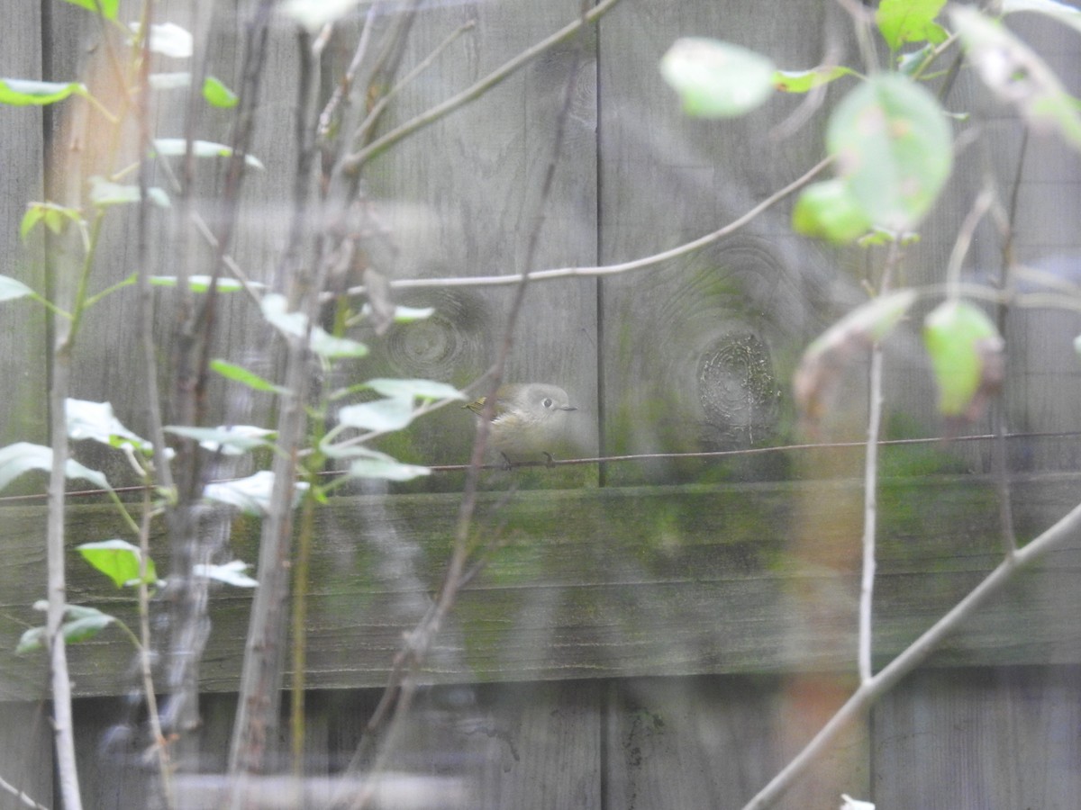 Ruby-crowned Kinglet - ML119098901