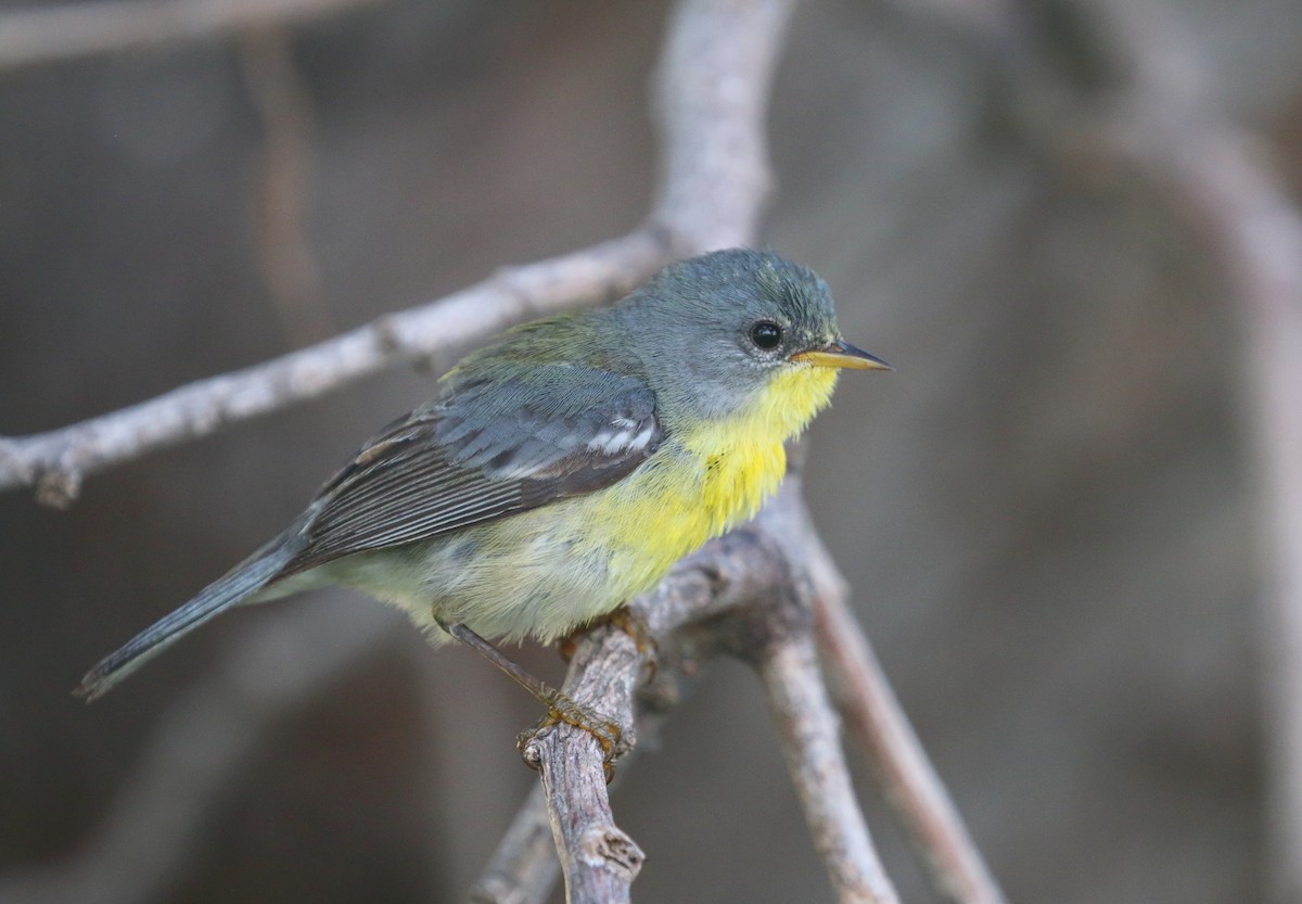 Parula Pitiayumí (graysoni) - ML119099611