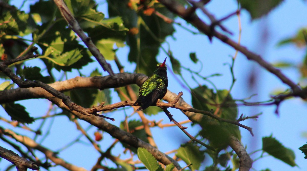 Glittering-bellied Emerald - ML119101891