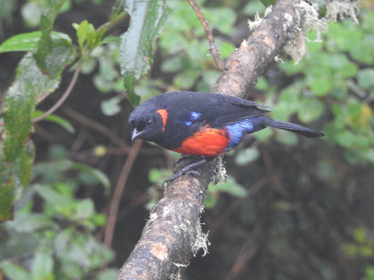 Scarlet-bellied Mountain Tanager - Diego Solarte