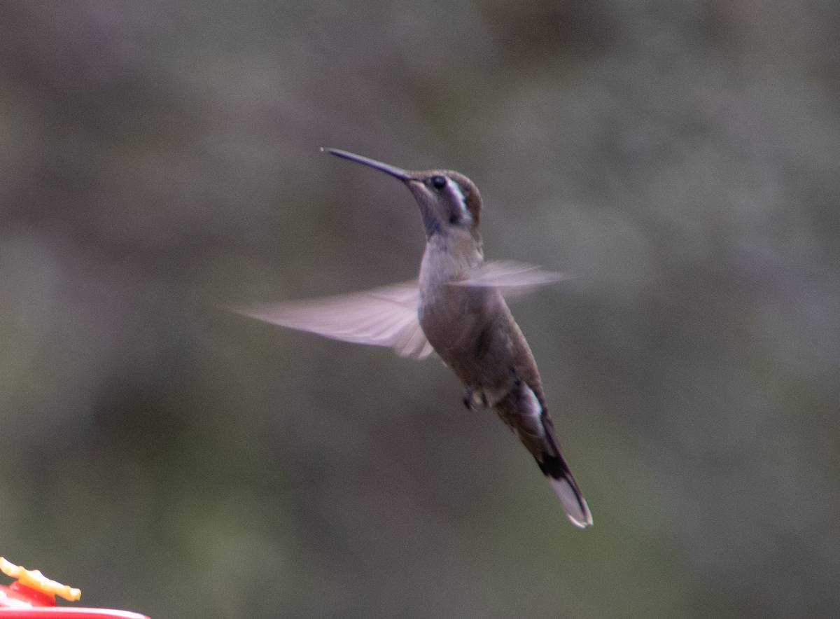 kolibřík blankytohrdlý - ML119102711