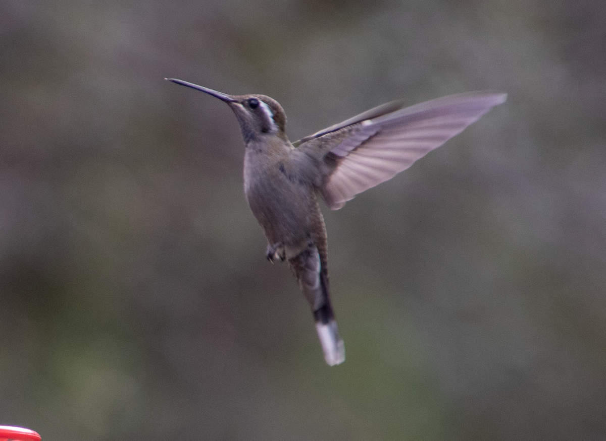 kolibřík blankytohrdlý - ML119102721