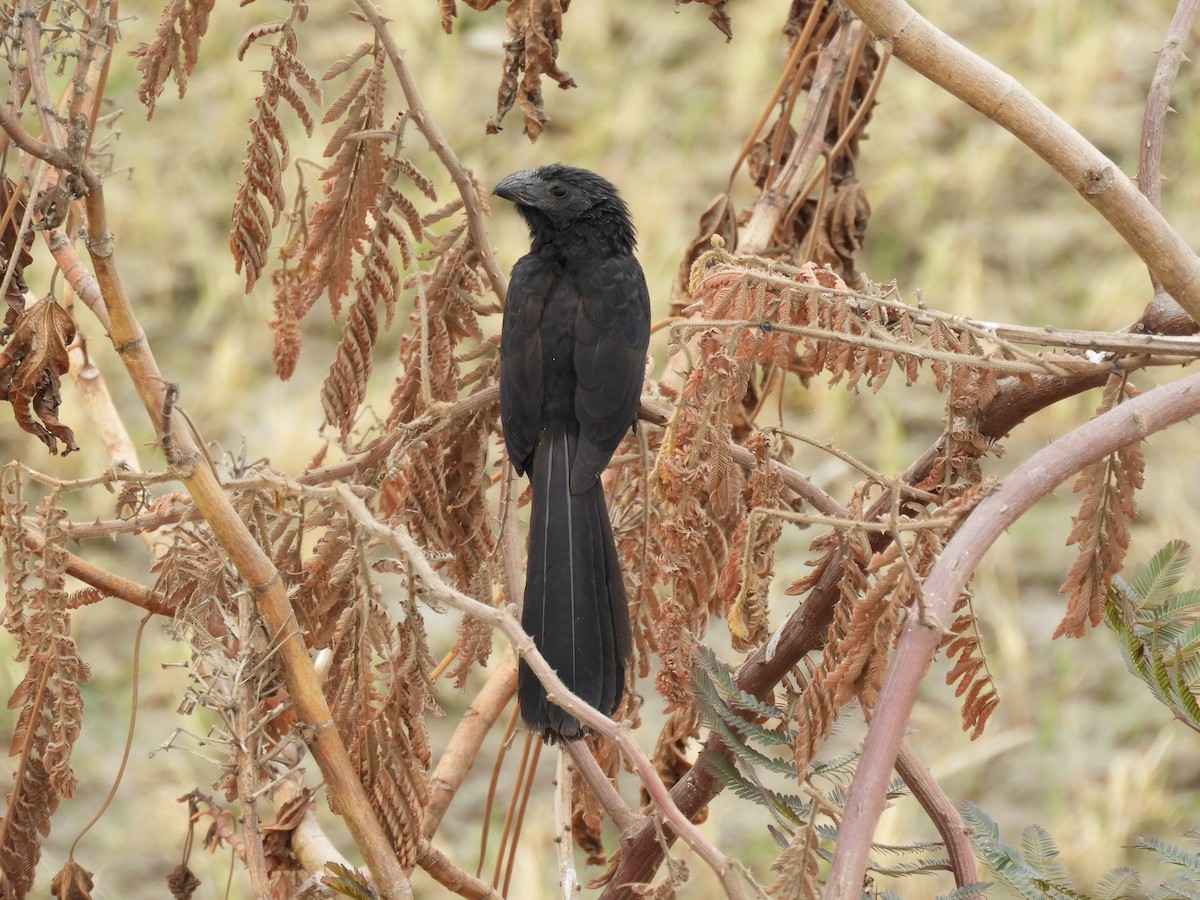 Groove-billed Ani - Cliff Cordy